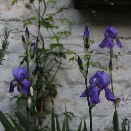 B&B Les Iris Brussels Luaran gambar