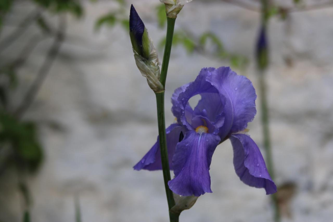 B&B Les Iris Brussels Luaran gambar