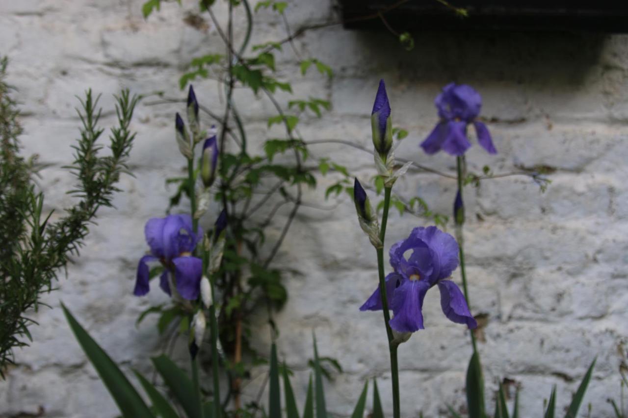 B&B Les Iris Brussels Luaran gambar